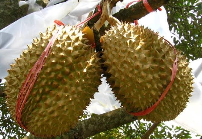 Durian Montong