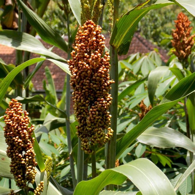 Jagung Gembal