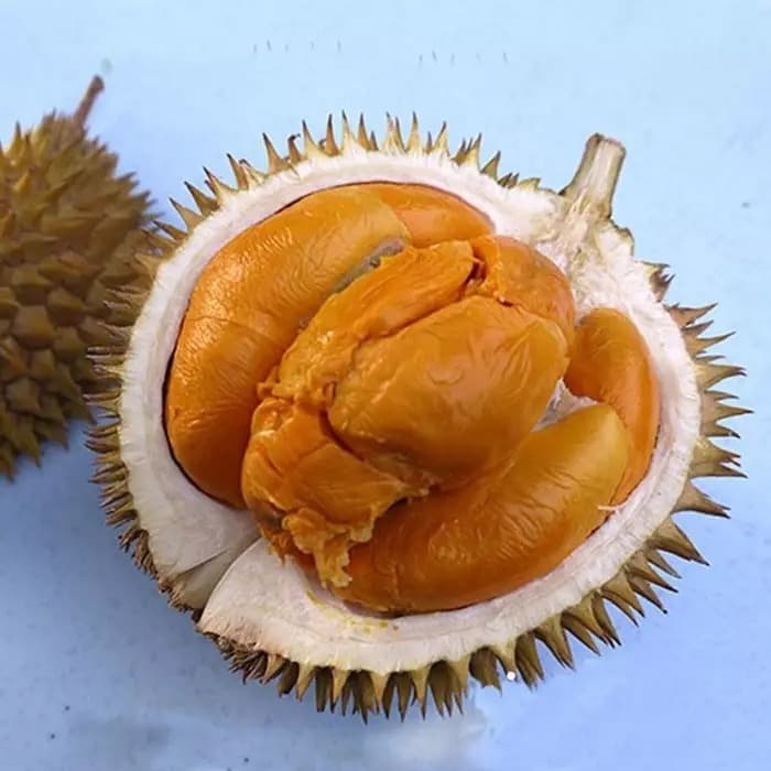 Durian Duri Hitam